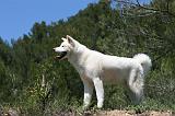 AKITA INU 380
